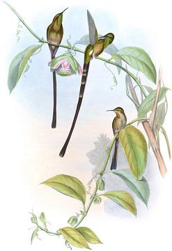 Porte-train, John Gould sur Hummingbirds