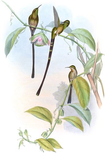 Zugträger John Gould