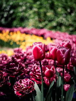 Gefüllte Tulpen in Magenta vor gelbem Blütenteppich