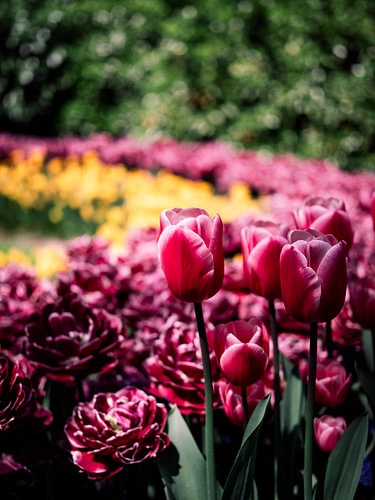 Gefüllte Tulpen in Magenta vor gelbem Blütenteppich