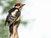 Great Pied Woodpecker on the lookout