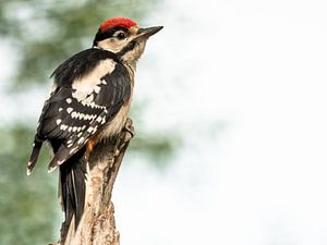 Grote Bonte Specht op de uitkijk van Henri van Rheenen