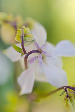 Columbine from above by Winanda Winters