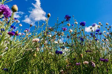 Summer cornflowers in a flower field by Pixel Meeting Point