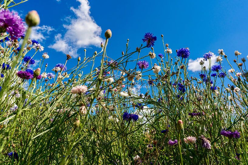 Summer cornflowers in a flower field by Pixel Meeting Point