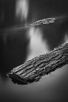 Water trees