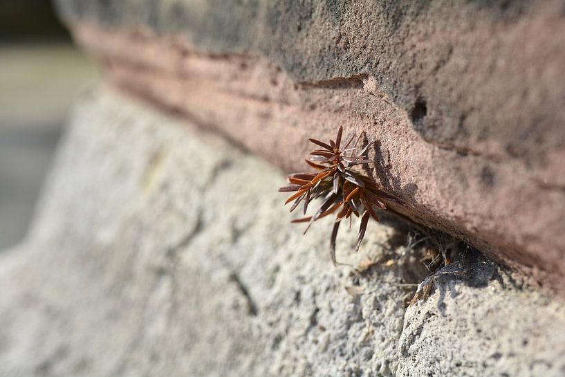 fight for survival by Heiko Kueverling