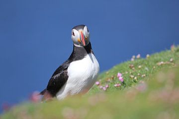 Papageientaucher rastend auf Fair Isle von De_Taal_Fotograaf