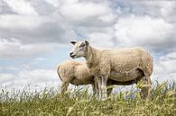 Schapen tegen een typische hollandse wolken lucht. Foto is genomen in Friesland. Wout Kok One2expose van Wout Kok thumbnail