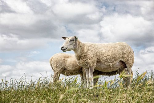 Sheep against a typical Dutch cloud sky. Picture is taken in Friesland. Wout Kok One2expose
