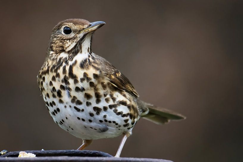 Singdrossel von Egon Zitter