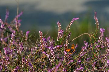 Lesser spotted butterfly on heathland by Jolanda de Jong-Jansen