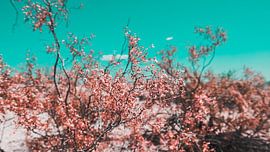 Desert Flowers Photo Canvas – Colourful Nature Photography Wall Decoration 04 by FotoDennis.com | Werk op de Muur