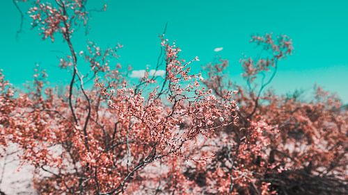Woestijn Bloemen Foto Canvas – Kleurrijke Natuurfotografie Wanddecoratie 04