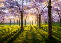 Blossom