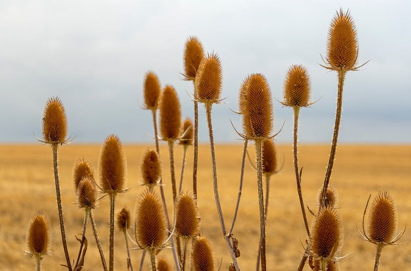 Têtes de graines de carde sèches par Achim Prill