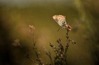 Heideblauwtje op dopheide in het Bargerveenen