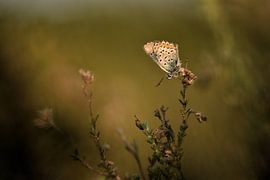 Heideblauwtje op dopheide in het Bargerveenen van Stefan Wiebing Photography