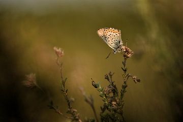 Heideblauwtje op dopheide in het Bargerveenen van Stefan Wiebing Photography