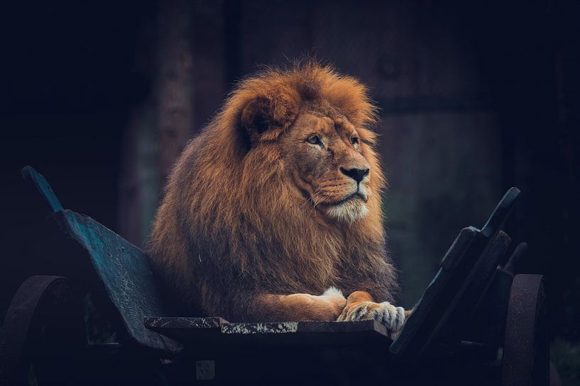 Lion Amersfoort par Eveline van Beusichem