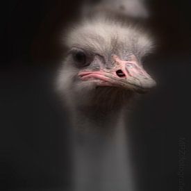 Struisvogels van Marcel Pietersen