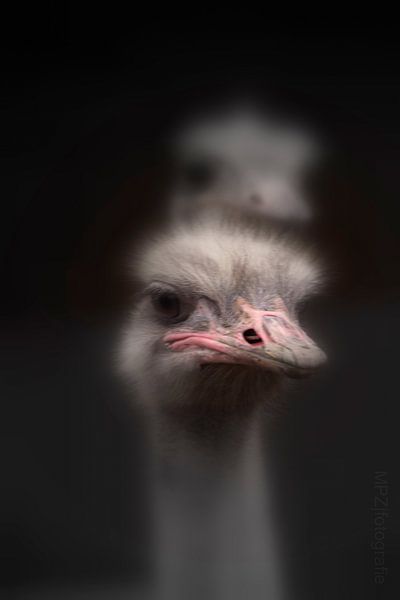 Struisvogels van Marcel Pietersen