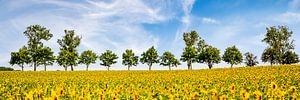 Faszination Sonnenblumen