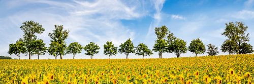 Fascinatie Zonnebloemen