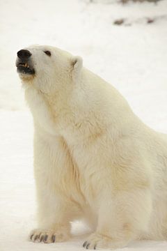 Portret van een pooldier. Close-up. Mooie en tevreden arctische ijsbeer in de winter tegen de sneeuw