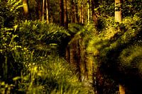 Het bos in