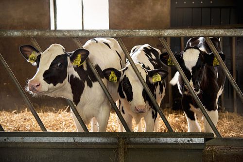 Calves in the stable