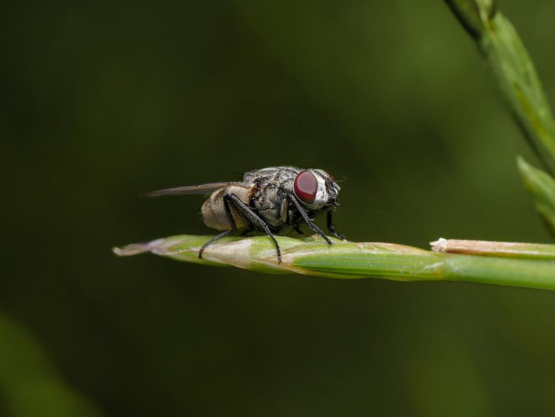 Vlieg op plant by Natasja Martijn