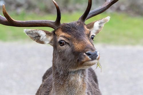 Portret Damhert Amsterdamse Waterleidingduinen