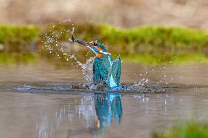 Eisvogel im Flug