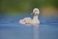 Donzy.com - Young swan against a light background.