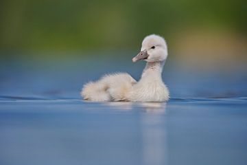 Donzy.nl - Junger Schwan vor einem hellen Hintergrund. von Donzy.nl