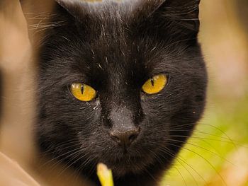 Schwarzen Katze mit goldenen Augen