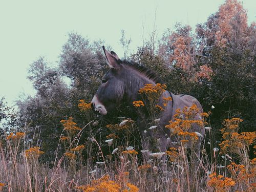 Donkey between the flowers