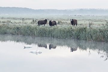Zwarte schapen in een winters landschap van Connie de Graaf