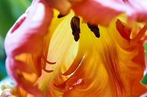 Tulipe de perroquet