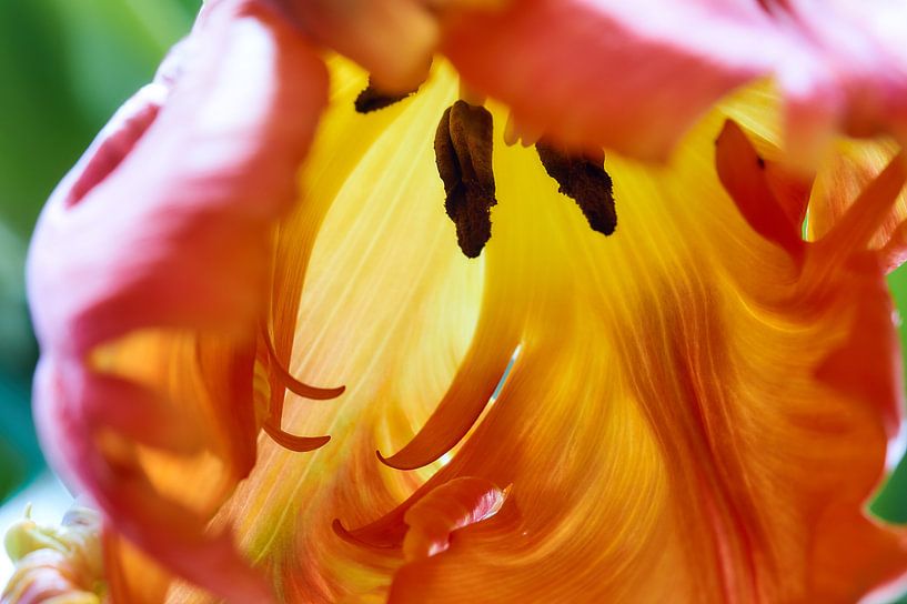 Papegaai tulp van Ad Jekel