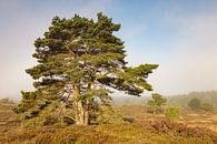 Prachtige denneboom voor optrekkende mist van Karla Leeftink thumbnail