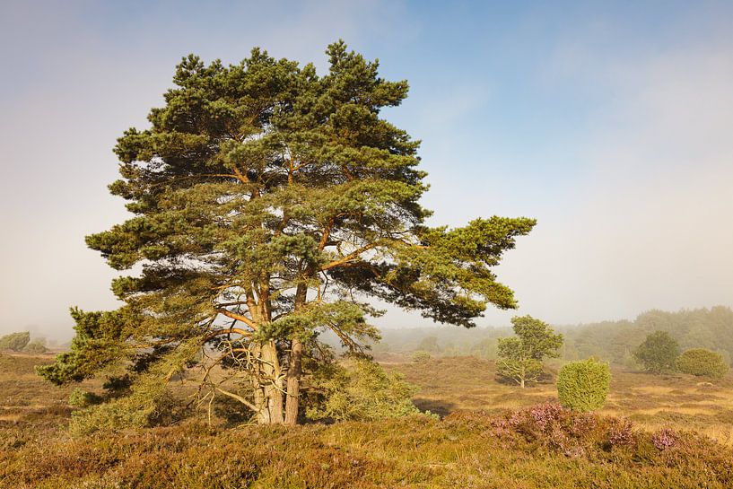 Prachtige denneboom voor optrekkende mist van Karla Leeftink