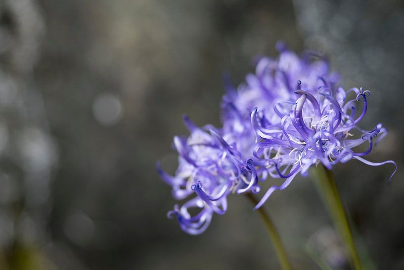 Purple rockflower by Bastiaan van Esch
