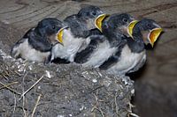 Vogel, boerenzwaluw