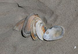 Shells on the beach by Matthias Brix
