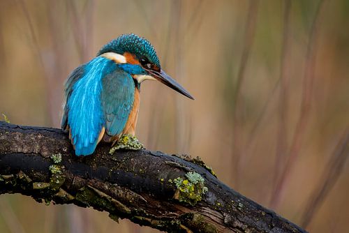 Kingfisher
