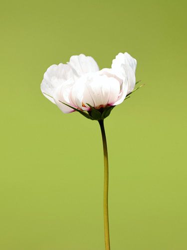 Witte bloem