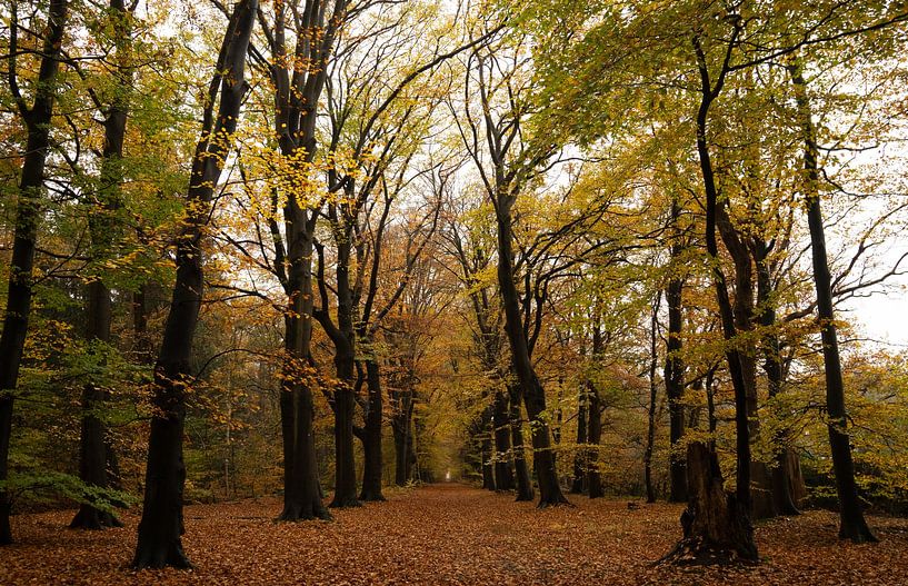 Herbst von Corrie Post