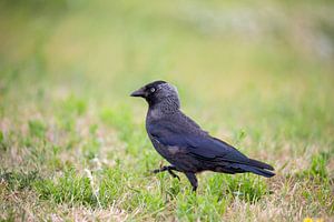 Dohle (Corvus monedula)
